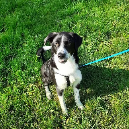 Appartement Biggi Trittenheim