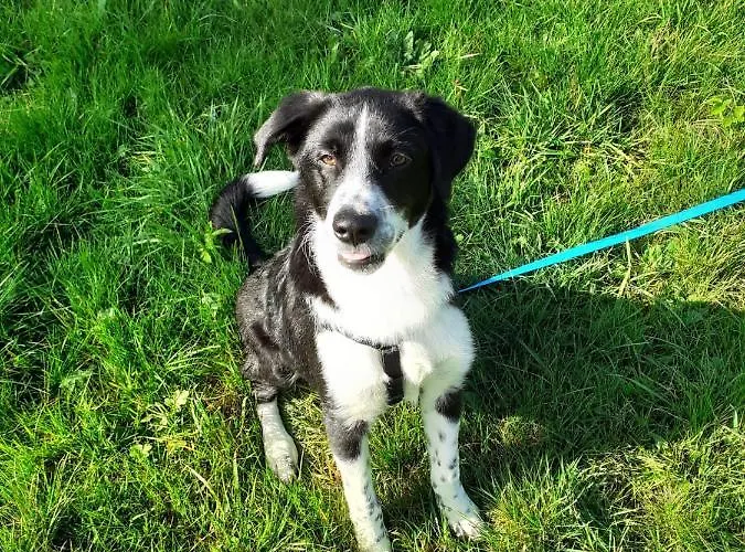 Lägenhet Biggi Trittenheim