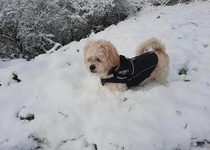 Lägenhet Biggi Trittenheim